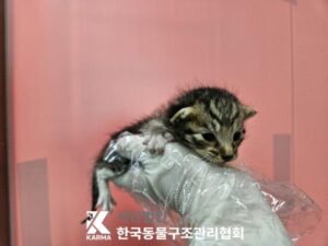 한국동물구조관리협회에서 09월 12일 발견해서 보호하고 있는 고양이 정보.