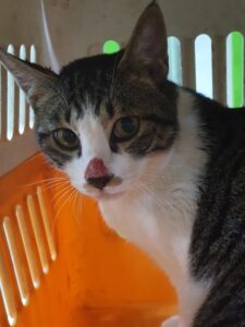 펫앤쉘터동물병원에서 09월 14일 발견해서 보호하고 있는 고양이 정보입니다.