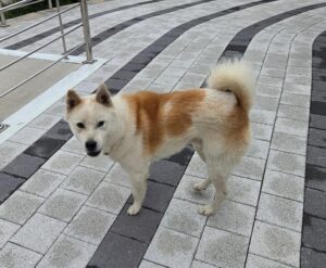 창원동물보호센터에서 09월 21일 발견해서 보호하고 있는 강아지 정보안내.