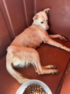 익산유기동물보호소에서 보호중인 유기된 강아지입니다.