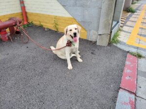 고양시동물보호센터에서 09월 25일 발견해서 보호하고 있는 강아지 정보안내.